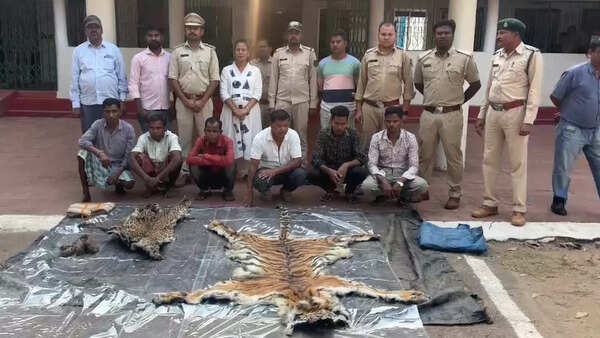 Big wildlife poaching in Bastar: Tiger, leopard skins recovered, eight held