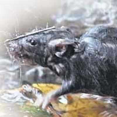 BMC yet to buy promised rat traps