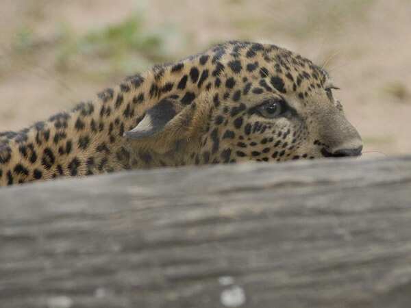 Leopard with cubs causes terror in Company Garden area
