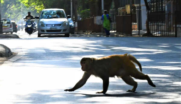 Kolhapur monkey mayhem ends; rogue animal returns to forest with troop