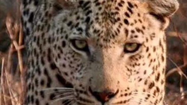Samruddhi for wildlife: Animals take man-made under/over passes to crossover their habitats