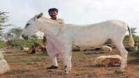Gujarat: Halari donkey's milk to fetch Rs 7,000 per litre! 