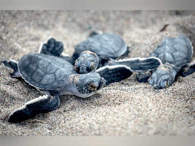 Sindhudurg, Raigad and Ratnagiri will get turtle treatment centres