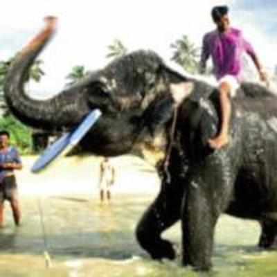 Spurned bull elephant goes on killing spree