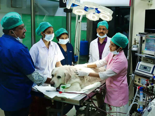 Vet issues appeal to all dog lovers