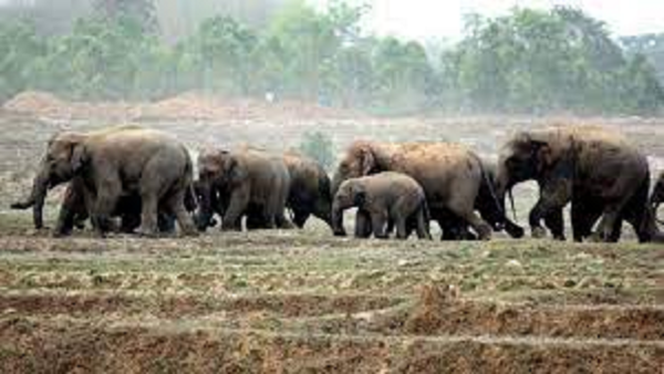Elephants kill 4 in Koderma, Latehar