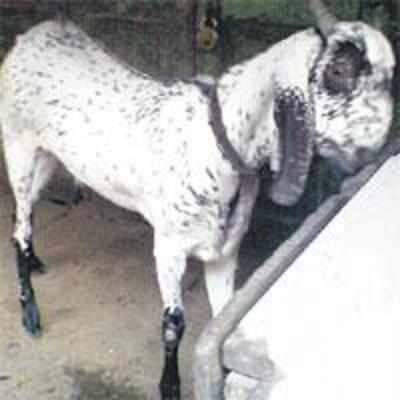 Loud music gets neighbour's goat(s)