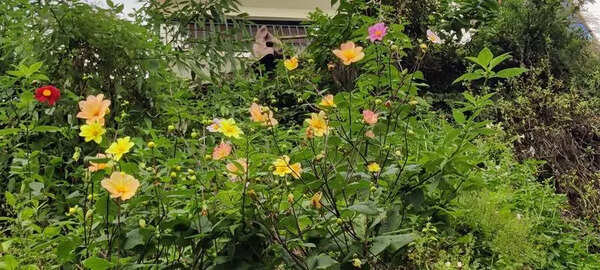 Heavy rains dampen wild dahlia bloom in Mussoorie