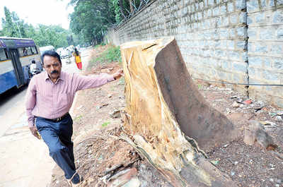 ‘Should consult locals before chopping trees’