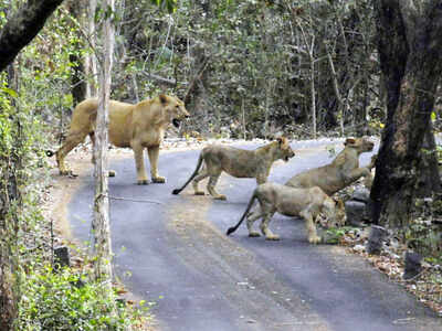 India’s first overpass for animals could be derailed