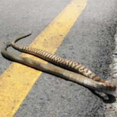 Snake on road causes car pile-up, dies in heat