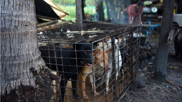 Why ban on dog meat sale has kicked up a storm in Nagaland