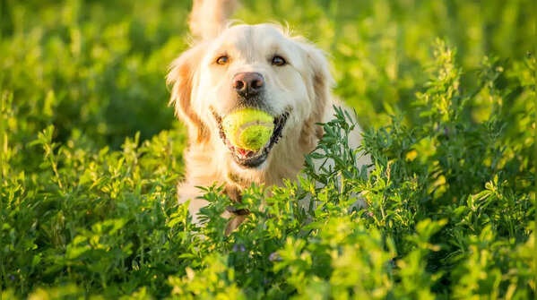 Golden Retriever