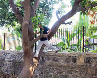 Woman, 43, dies after falling off mango tree