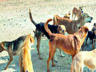 BBMP to outsource ABC-ARV work, microchipping dogs initiative