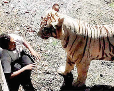 White tiger kills man after he falls 18 feet into its enclosure