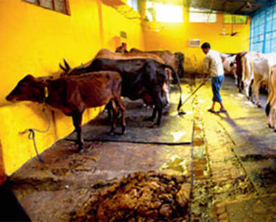 Delhi HC dismisses PIL seeking ban on beef sale