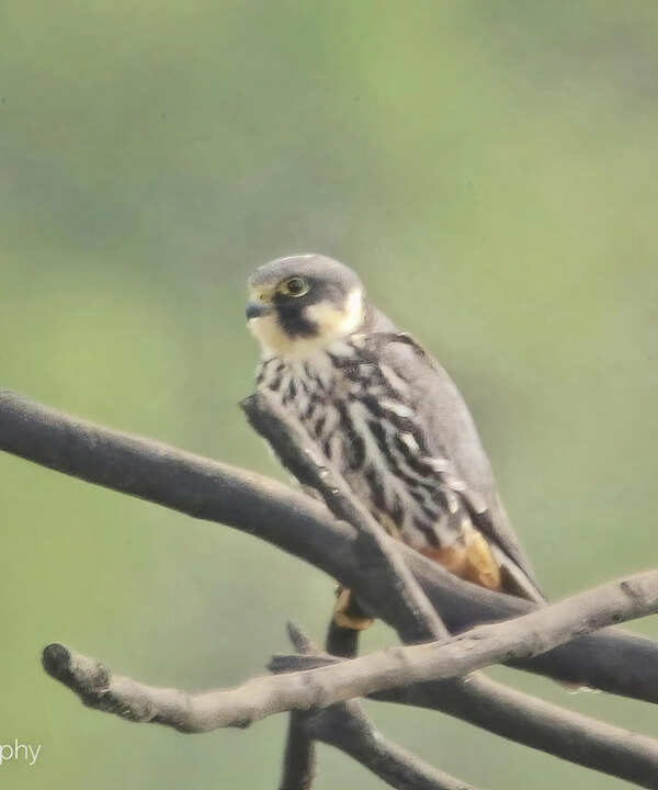 Birder spots Eurasian hobby on city outskirts