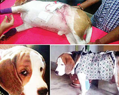Owner files FIR after rottweilers attack his beagle