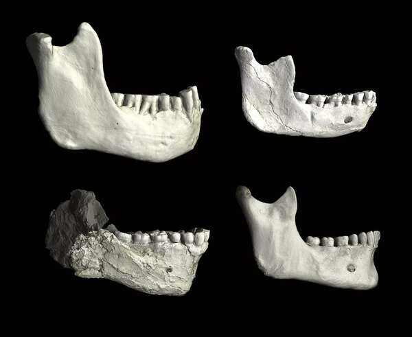 Moroccan cave fossils yield a possible missing link in human evolution