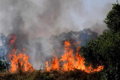 Maharashtra News Updates: Many trees damaged in fire at Navi Mumbai mangrove zone