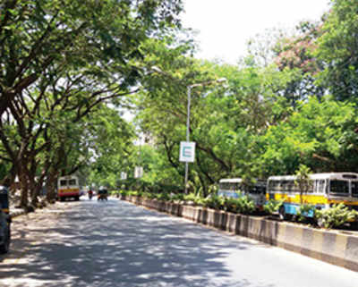 After ‘botched’ transplant, TMC spares 930 trees