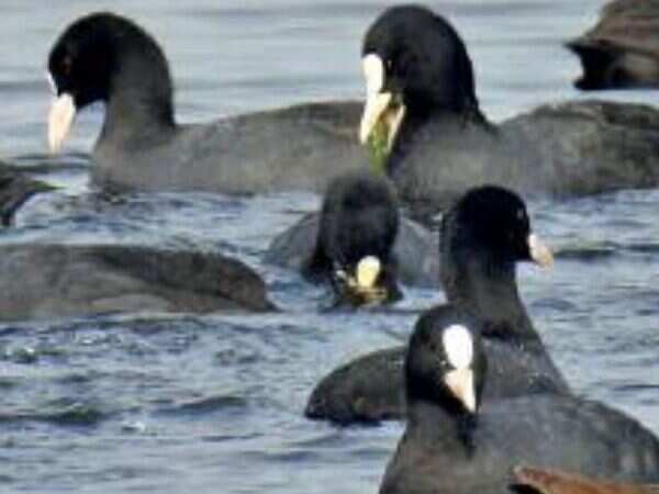 Migratory walk enthrals birdwatchers in Bhopal