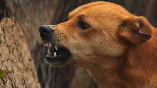 Missing toothmark details delay dog bite relief payout