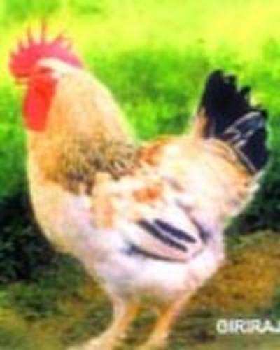 Featured image of post Giriraja Hen / Sussex chicken marans brahma chicken giriraja hen, egg png.