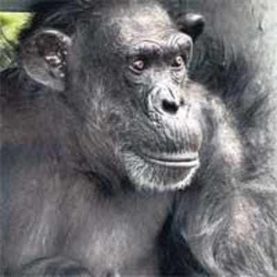 Japanese girl paid Rs 12,000 for chimp attack