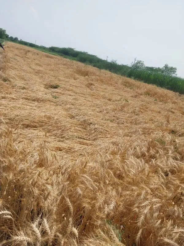 Unseasonal rainfall damages crops on at least 64,000 hectares in north Maha