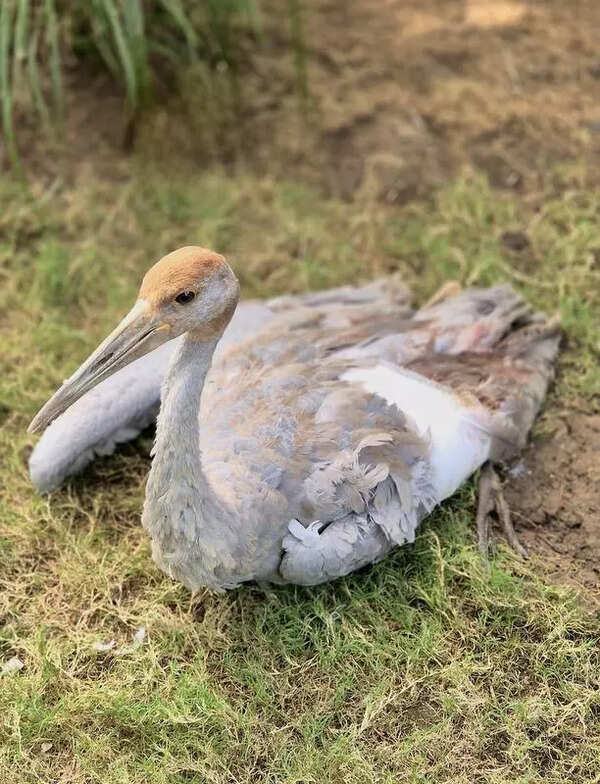 Kite manja claims life of tallest flying bird, the sarus crane