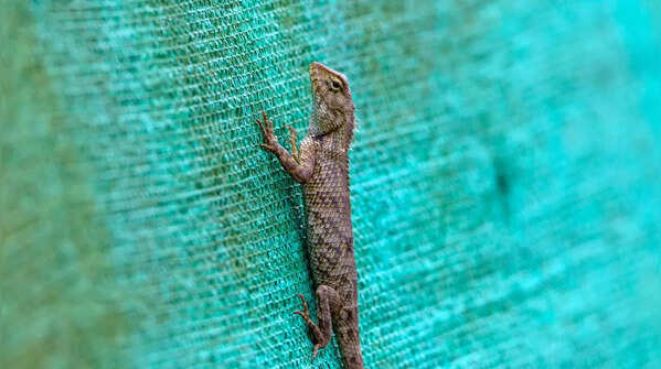 Garden Lizards