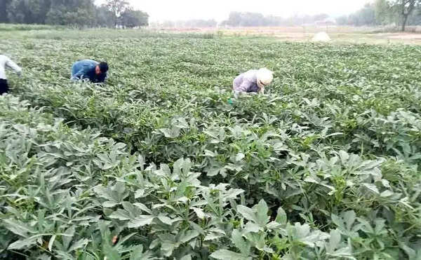 Over 11K dist farmers switch to organic farming