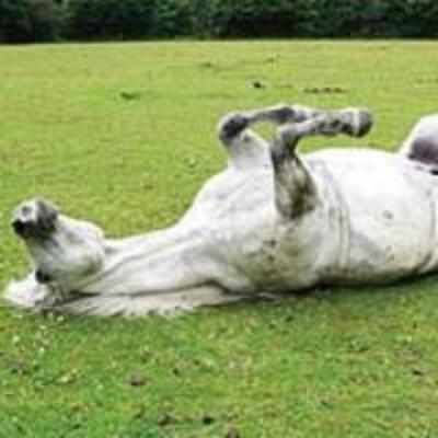 Are horses '˜lazy' or just ?bored, ask scientists