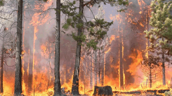 Forest fire disrupts Pantnagar air service via Pithoragarh