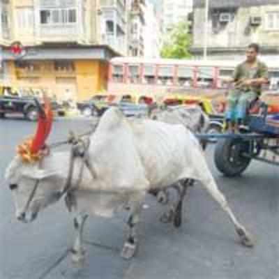 Cops fine bullock cart owners for whipping animals at procession