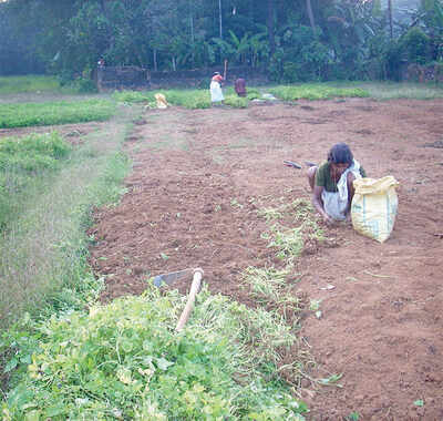 The greenskeeper: Chinese Potatoes