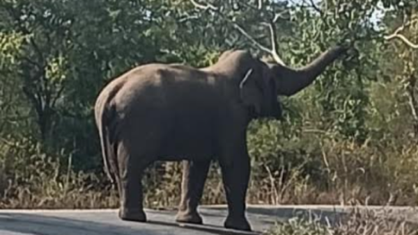 Traffic affected as wild elephant stands on road in Krishnagiri district