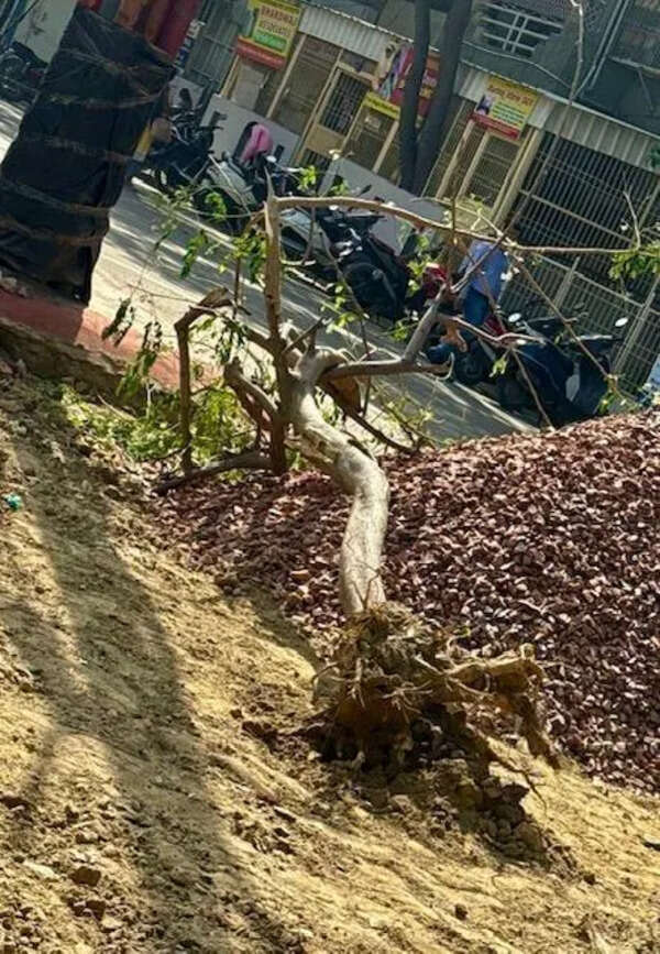 Parks shut, trees uprooted: Locals flag green neglect at Ghaziabad township