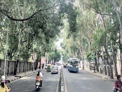 Trees on the Bannerghatta stretch get a shot at life