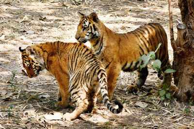 India, Nepal gear up to save the tiger