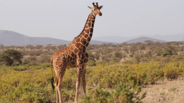 World’s Tallest Animal: Facts about giraffe: Can the world’s tallest