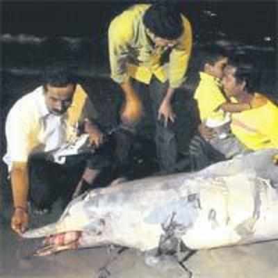When Dadar cops thought dead dolphin was a terrorist