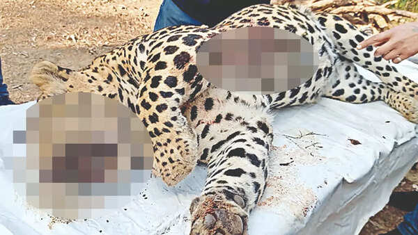Punjab poachers gun down dump 2nd leopard in a week
