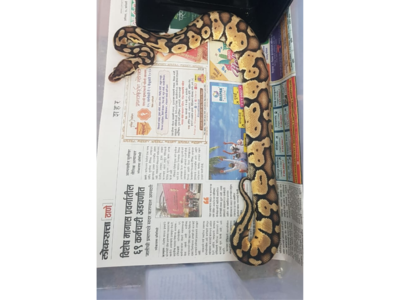 Thane: Several endangered exotic animal species rescued, former corporator's son detained