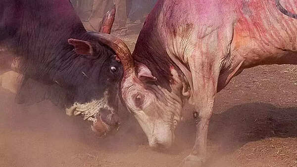 17-year-old preparing for Std X exams gored to death during illegal bullfight in Maharashtra’s Nanded
