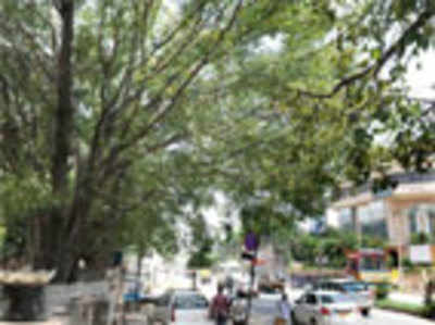 Metro to spare 3 trees in Whitefield