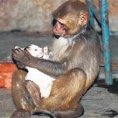 Kittens get a monkey mum