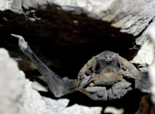 Bats in the bastions: A wild side of Tughlaqabad revealed